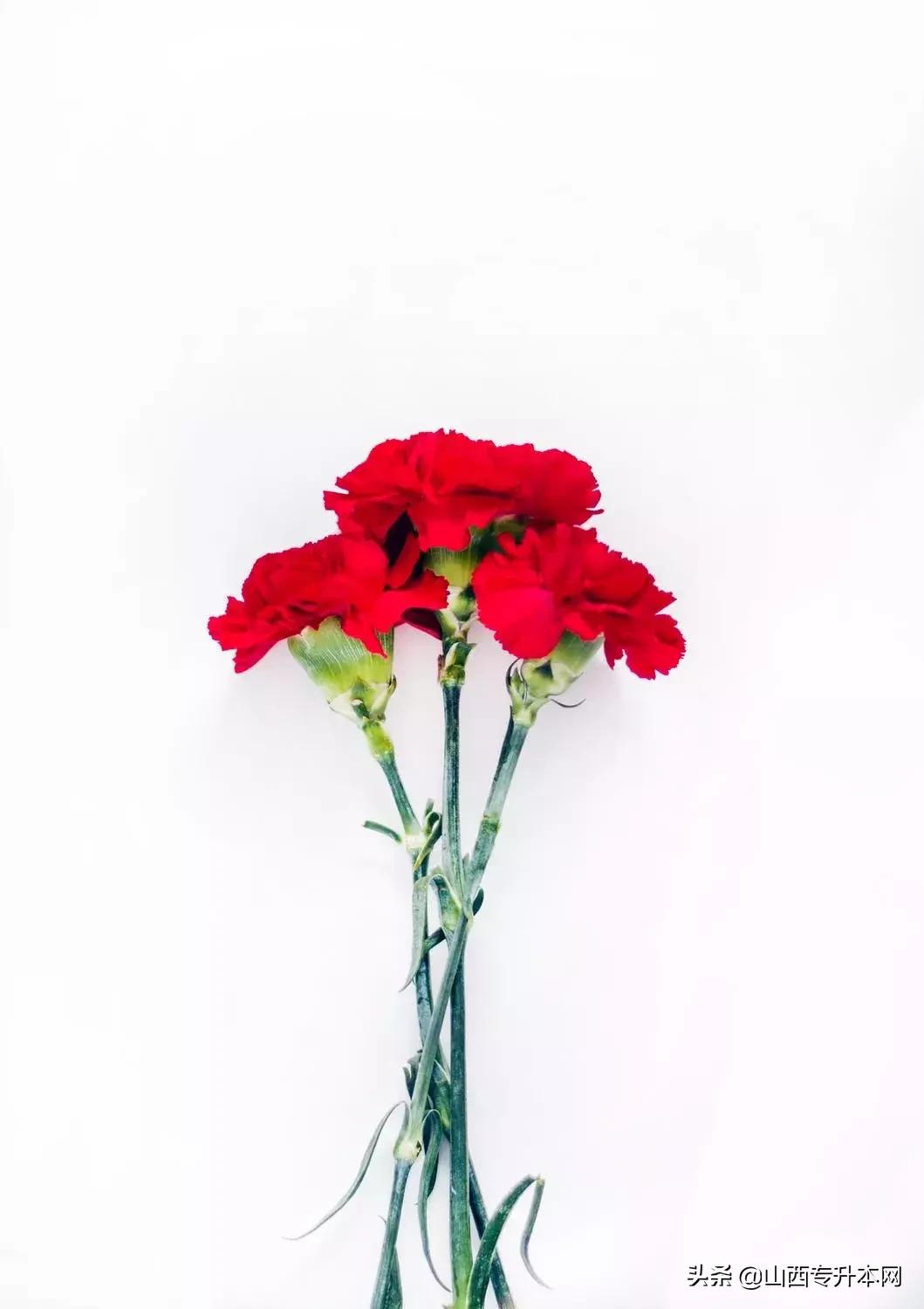 基础差的怎么报专升本,学姐专升本考研逆袭211