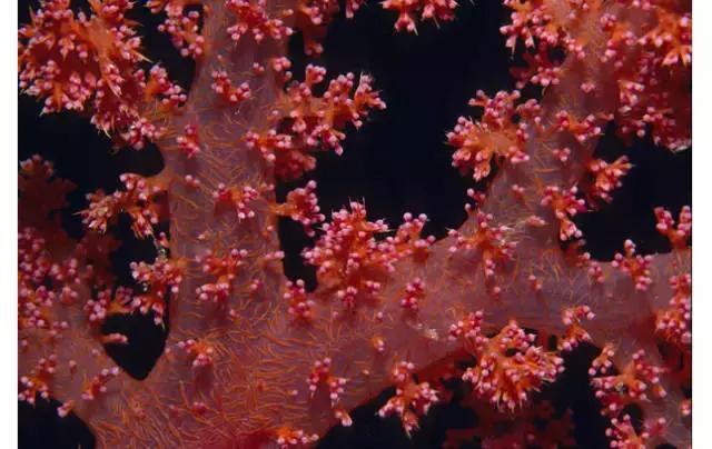 鐝婄憵鍙よ懀鐝犲疂,鐝婄憵鐝犲疂璇佷功