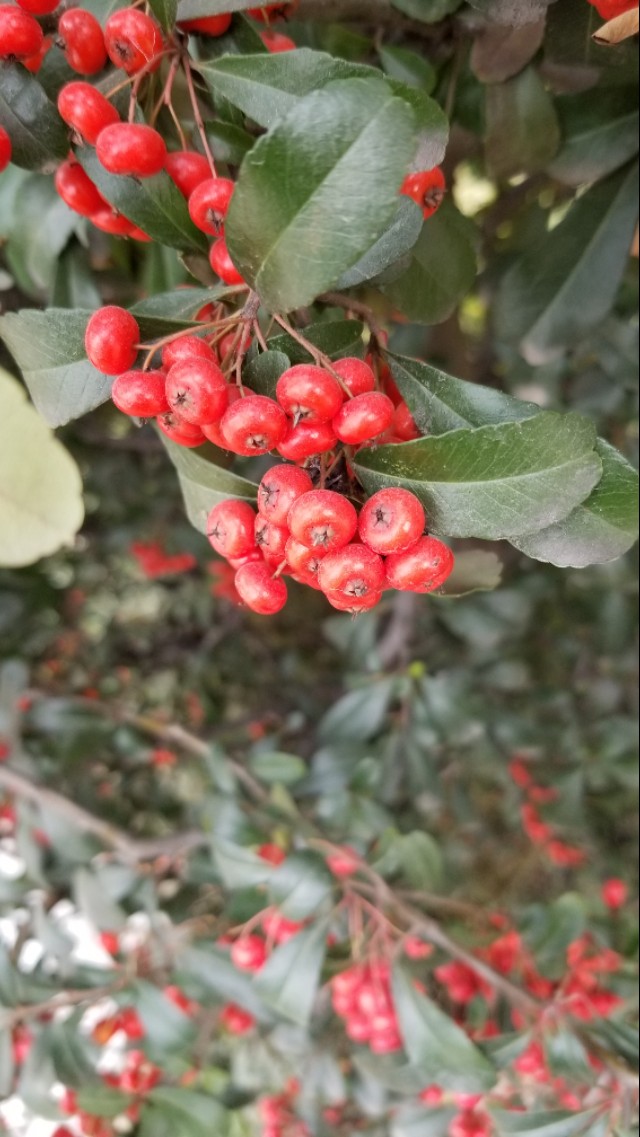 火棘俗称什么名字,火棘又叫什么名字