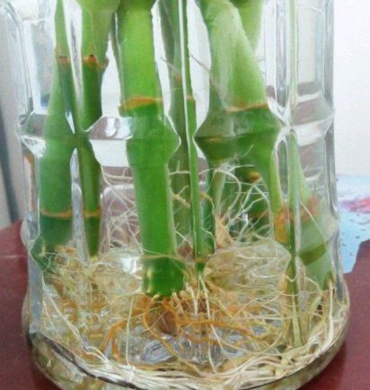 水培植物长青苔怎么去除,水培绿植青苔怎么样去除
