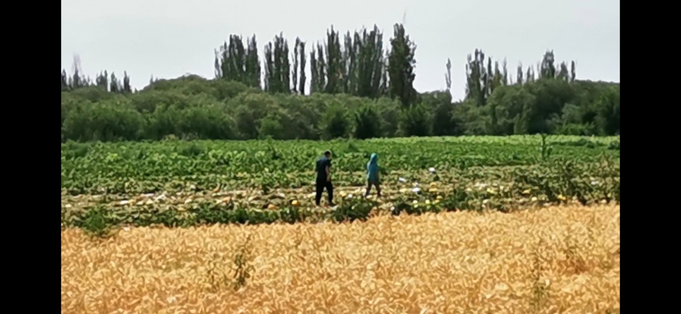 哈密疆内旅行最新消息,新疆哈密市东大门