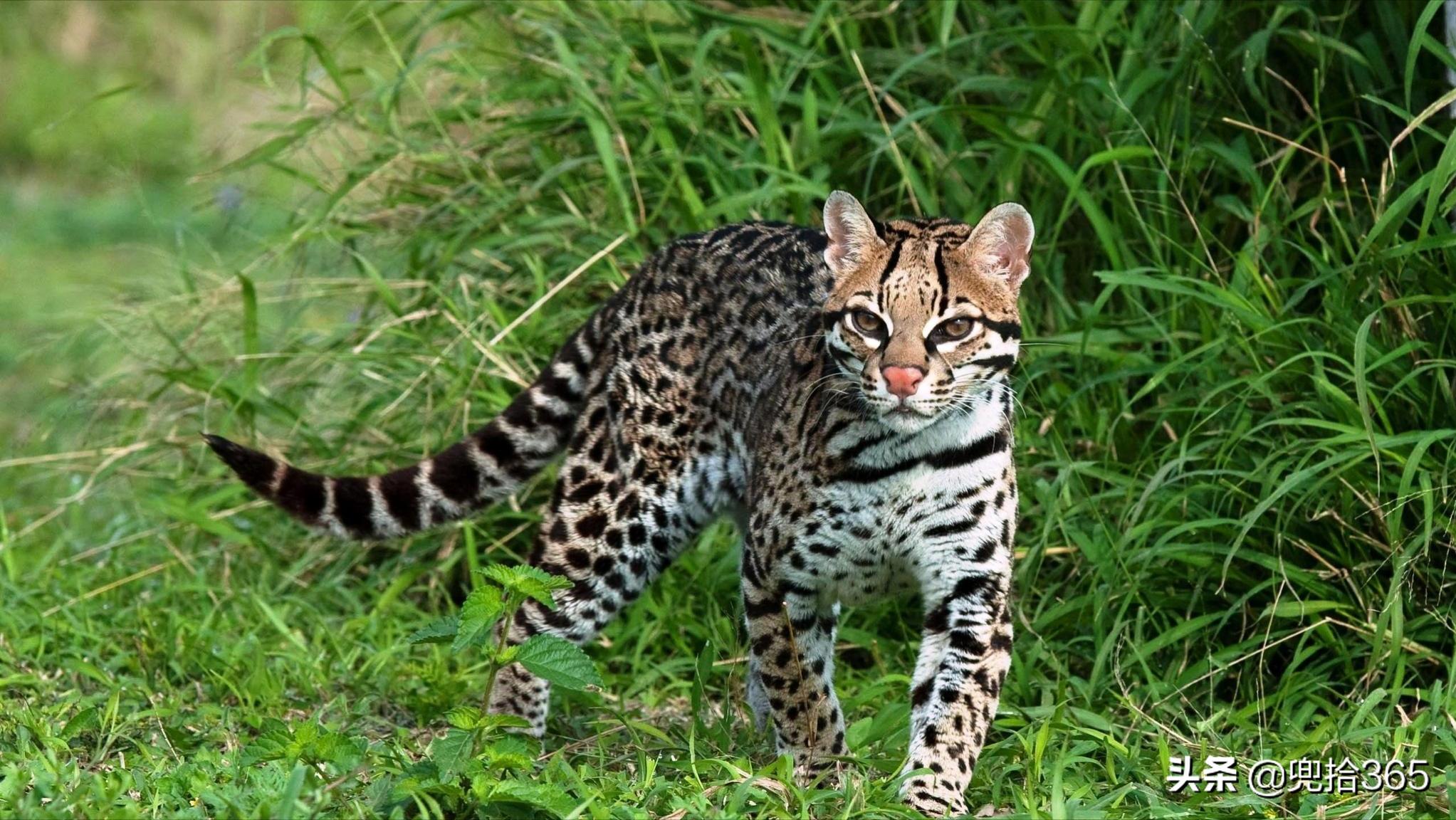 贵州男子为保护庄稼,在玉米地里设置了一个陷阱,结果摊上事了
