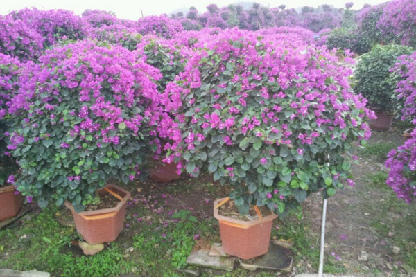 三角梅怎么养让它的枝节短而粗,三角梅怎么让它的根又粗又壮