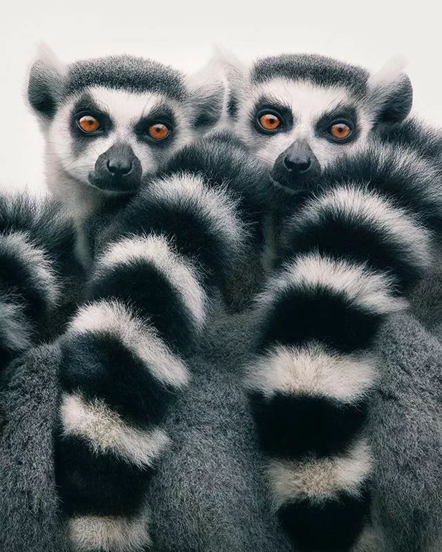 近年来濒危的野生动物有哪些,濒临灭绝的珍稀野生动物