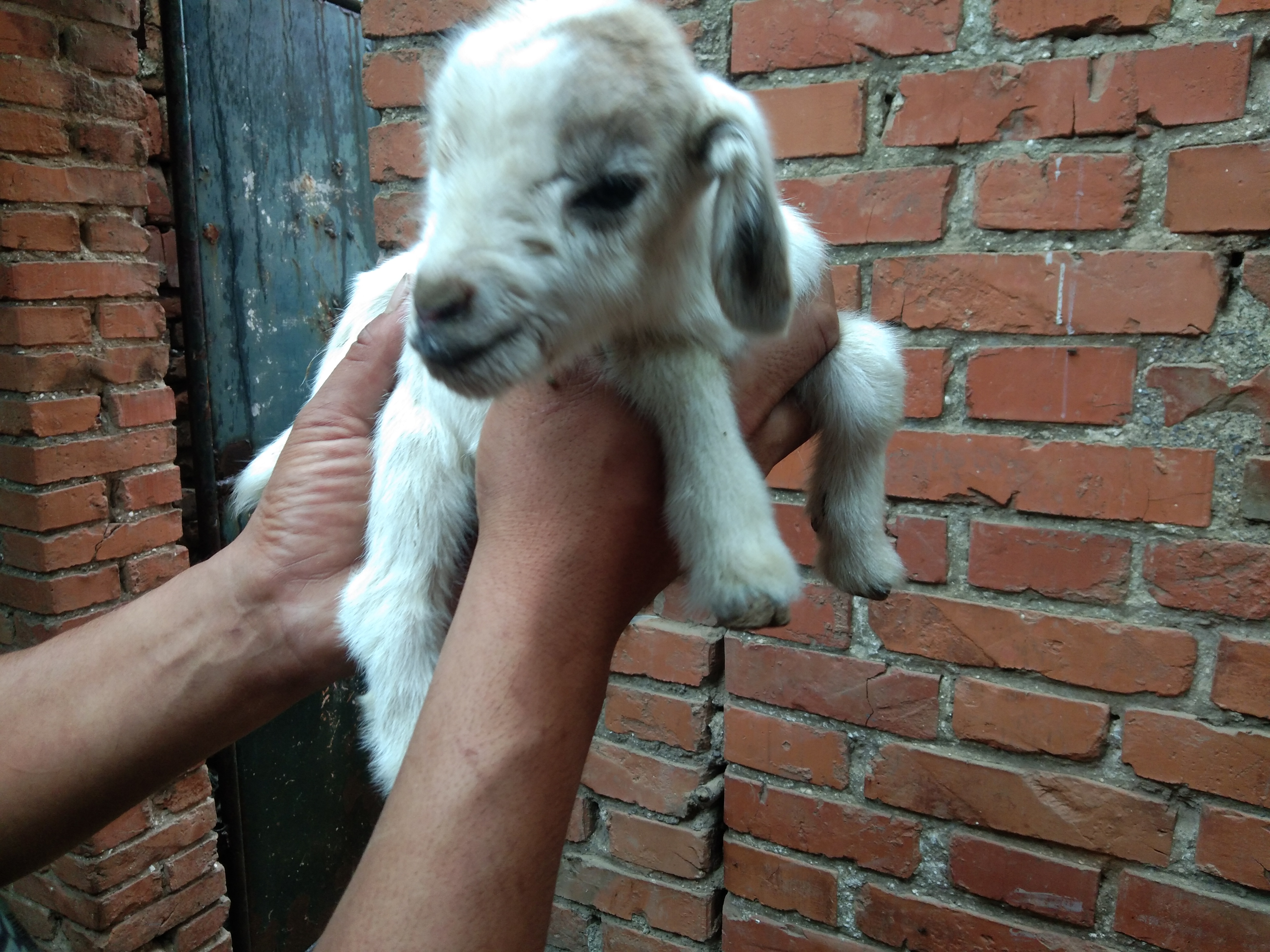 养羊家中常备哪些药,养羊必备的五种药