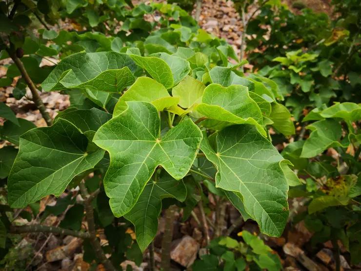 麻风树树皮功效,麻风树药材