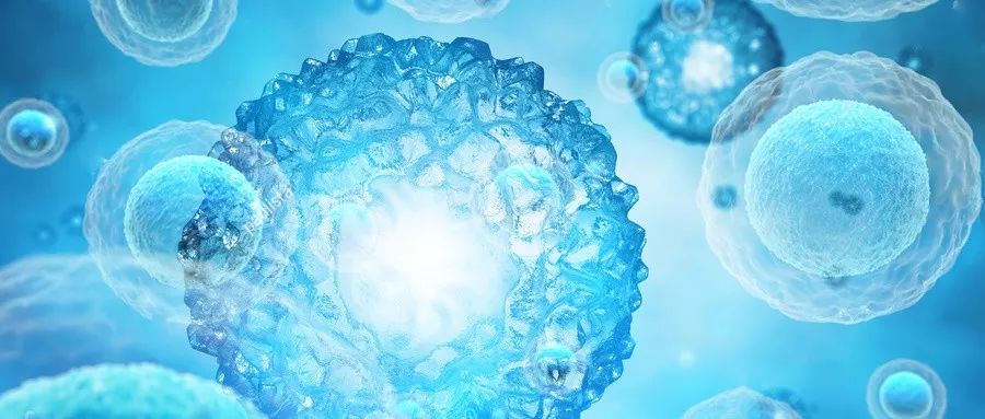 干细胞移植治红斑狼疮多少钱,造血干细胞移植治疗红斑狼疮