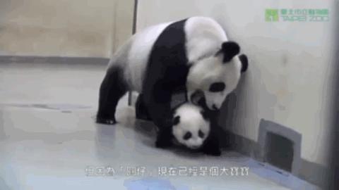 世界唯一一只白色大熊猫,世界上唯一一只白黄色大熊猫