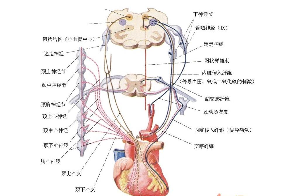 前胸后背疼痛走路减轻,走路一会儿前胸痛是怎么回事