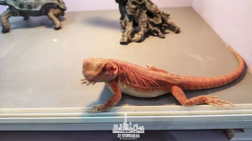 不去后悔去了更加后悔的景点,不去后悔去的景点