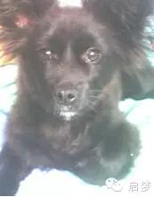 宠物去世你还会再养一只吗,狗狗病死还想再养一只