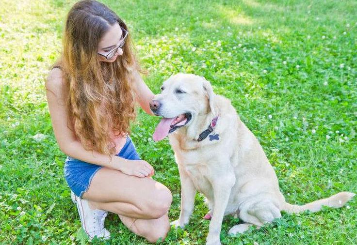 拉布拉多的技能训练,拉布拉多高智商