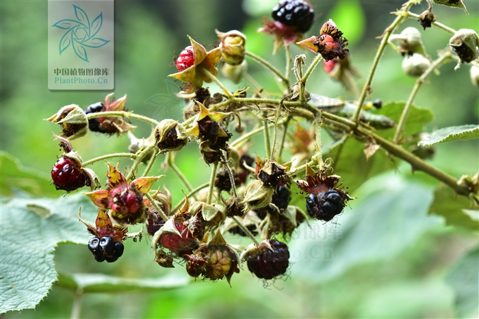 蓬蘽和覆盆子一样功效吗,蓬蘽可以当草药吗