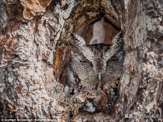 宫崎骏老爷爷笔下经典形象龙猫的原型居然是个鸟,WTF+问号脸