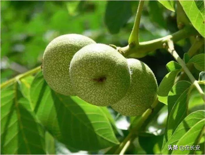 陕西的青皮核桃,陕西人儿时记忆饭菜