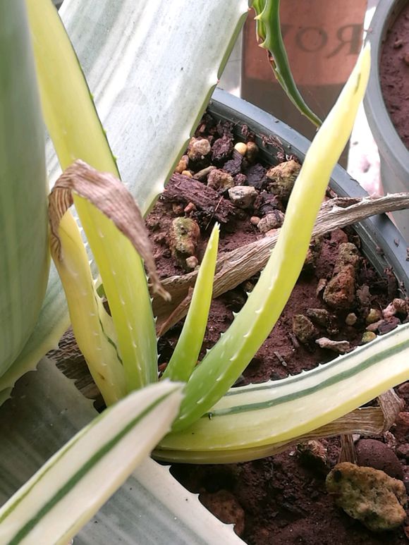 芦荟叶子发黄干瘪枯萎怎么办,芦荟叶子干瘪去掉叶子会怎样