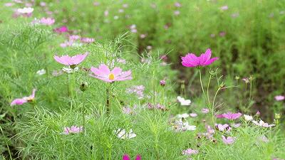 广州隐藏着一个碉楼村,广州有哪些隐藏的景点