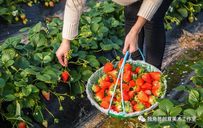 画画草莓教程可爱简单,绘画教程简单可爱草莓熊