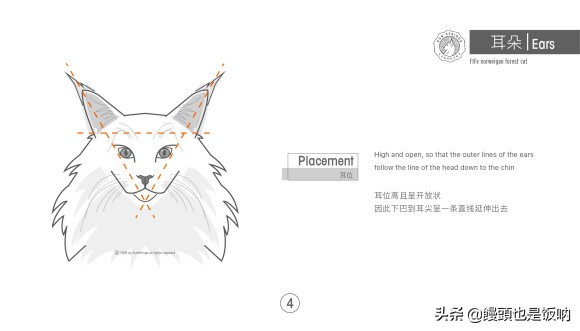 挪威森林猫养殖方法,挪威森林猫怎么养需要注意什么