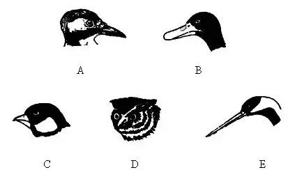 鸟儿怎么快速上手,鸟控食的正确步骤