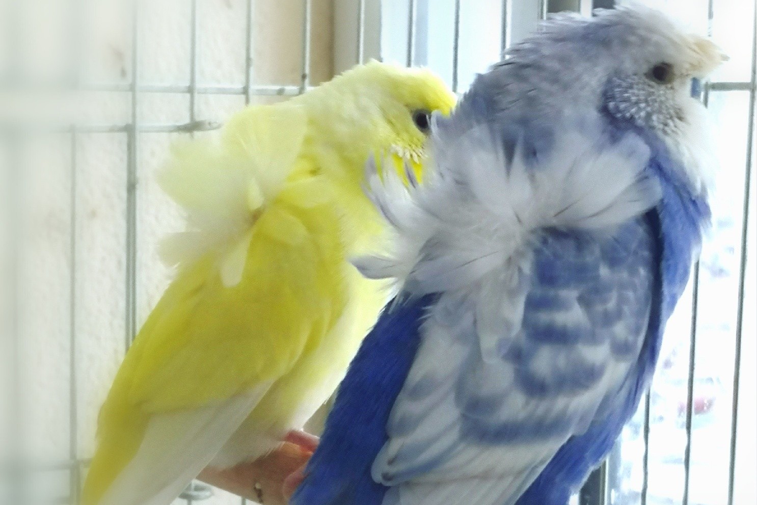 虎皮鹦鹉一共几种颜色,虎皮鹦鹉哪个品种最聪明