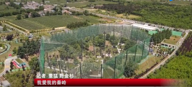 东方宝石2020年版本,东方宝石濒临灭绝