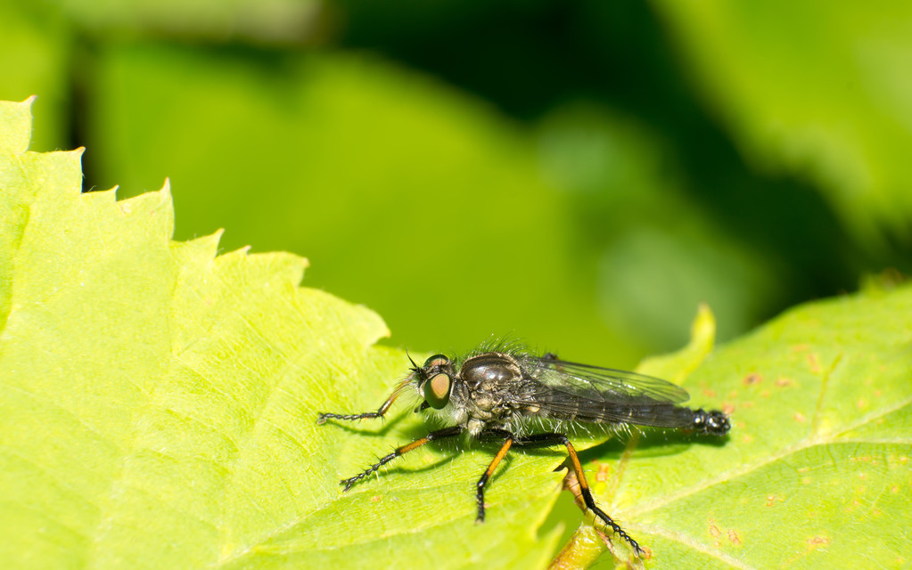 牛虻窝怎样处理,如何除牛虻