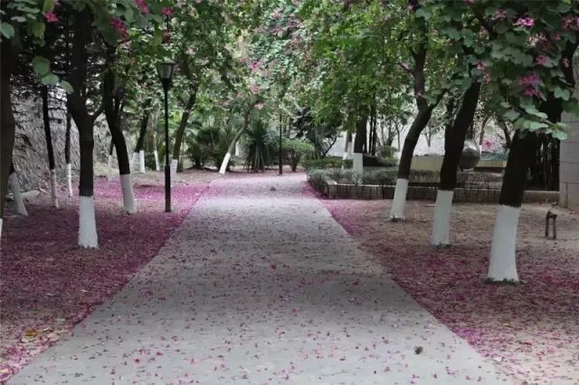 广东二师番禺附中今年本科率,番禺禺山高级中学与二师附中对比