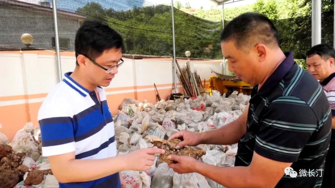 长汀：松树兜上种“茯苓”变废为宝促增收