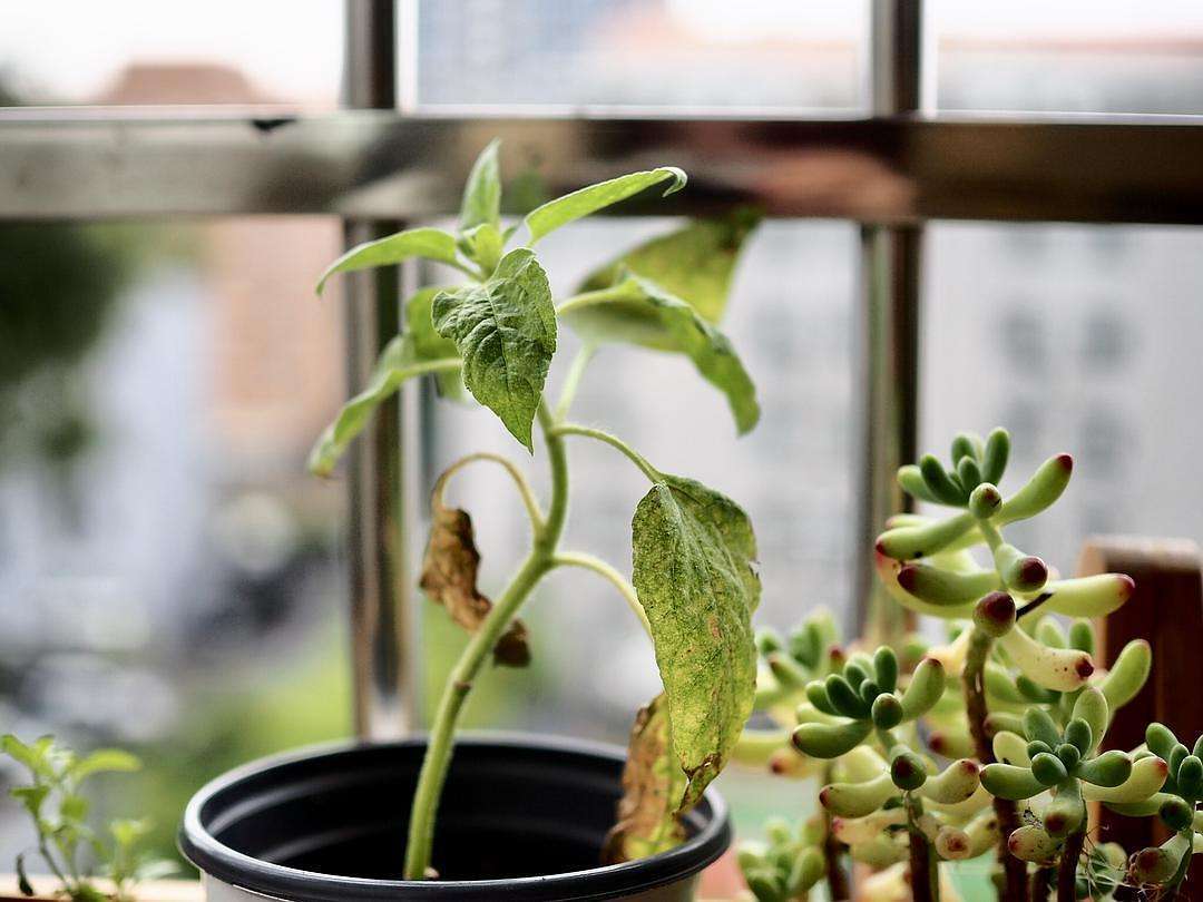 向日葵多头开花是什么原因,向日葵开花的表现