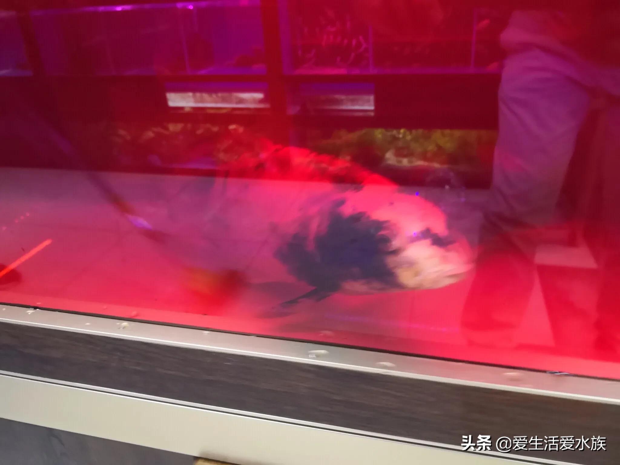 锦鲤身体烂能治好吗,锦鲤治病期间为啥不喂食了