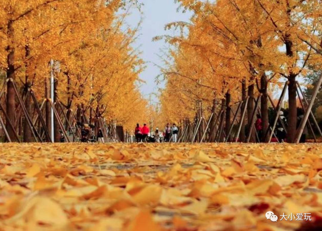 北京红螺寺银杏最佳观赏时间,北京赏银杏景区有哪些