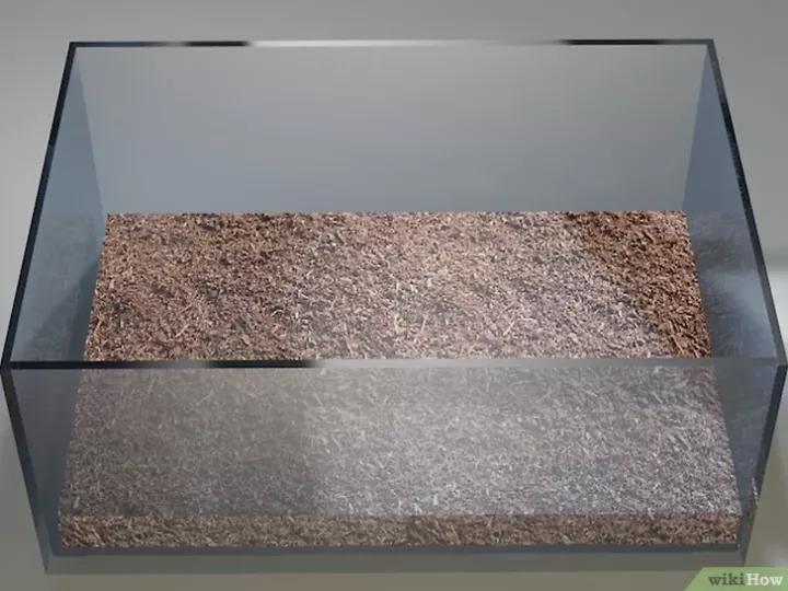 怎么养蜗牛宠物,怎么养野生蜗牛做宠物