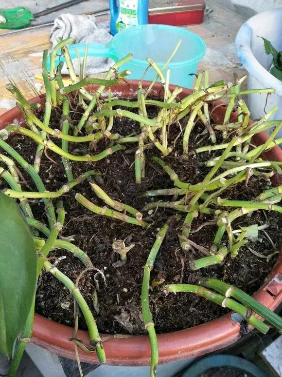 倒垃圾时捡一盆绿萝,被丢弃的一盆绿萝