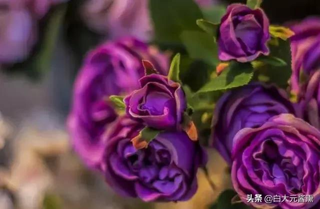 99玫瑰花的花语是什么,3朵玫瑰花的寓意和花语