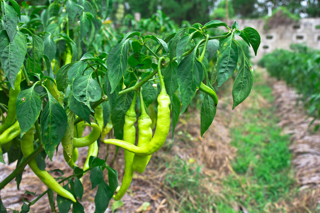 辣椒移栽后生长缓慢怎么解决,辣椒缓苗后怎么处理