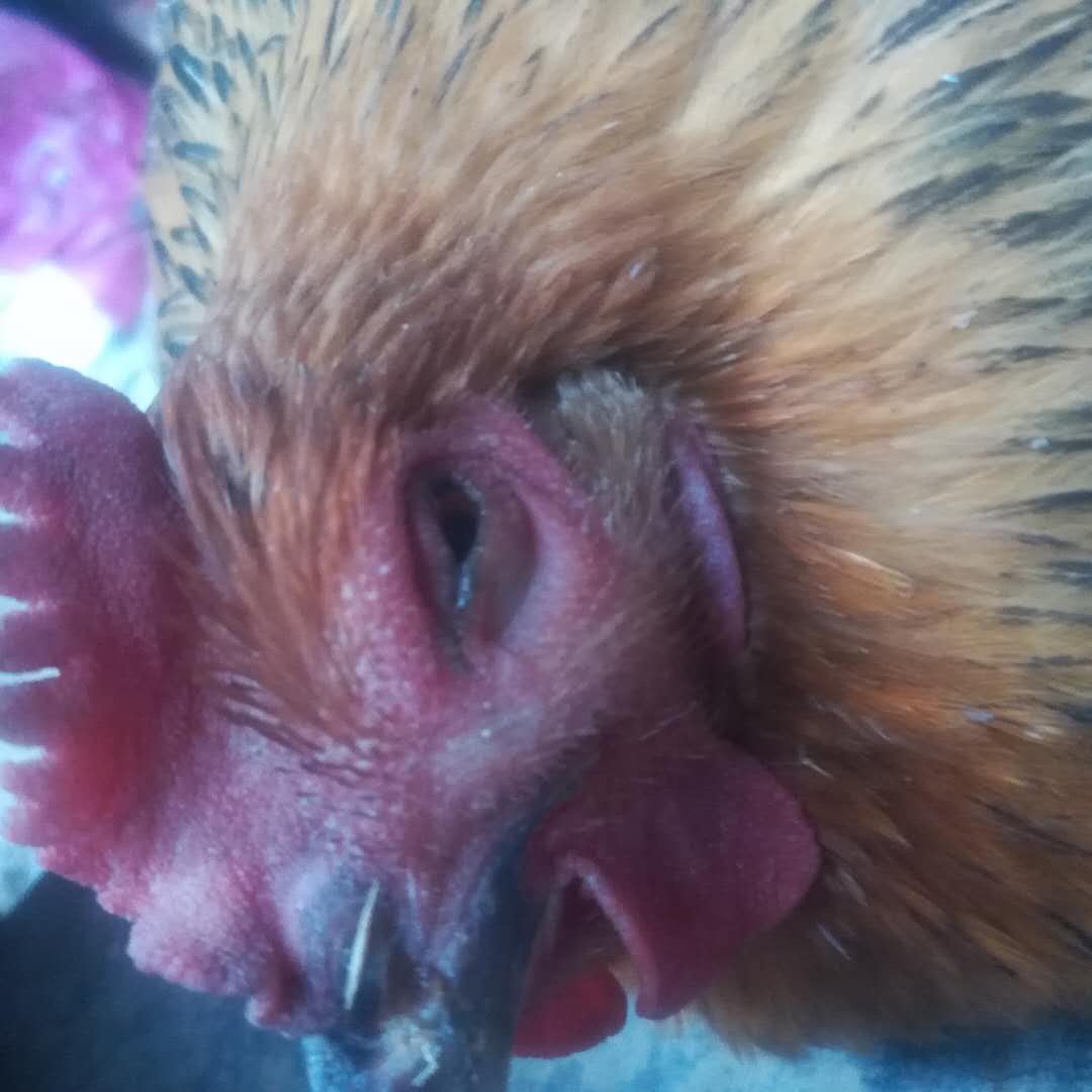 鸡什么病能引起肿头肿脸,鸡肿头综合症的症状