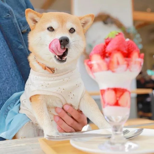 比人还会拍照的狗,简直萌炸朋友圈了