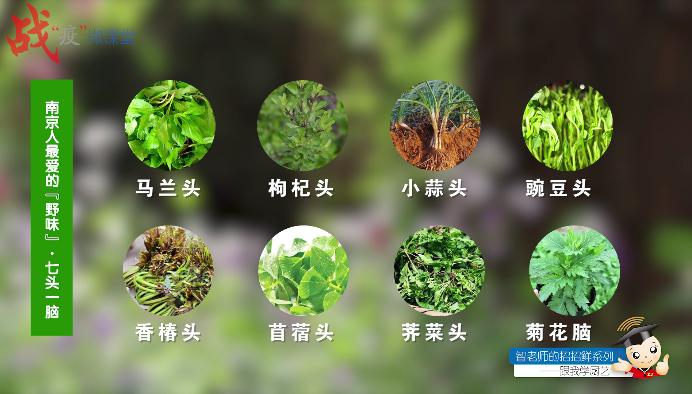 “智老师的招招鲜”微视频课程15《马兰头馄饨》(附视频)