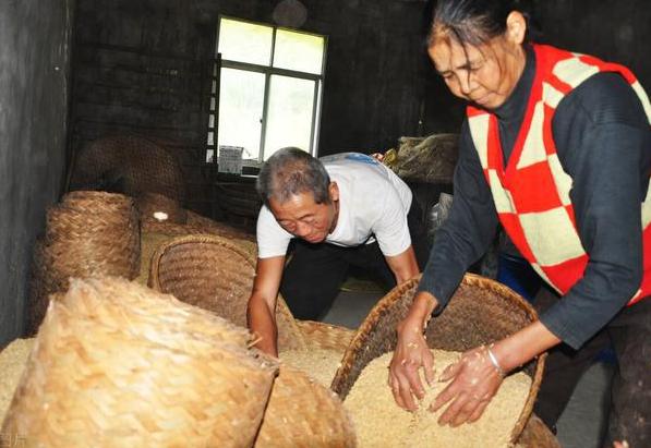 怎么消灭麦牛,对付麦牛的最佳方法