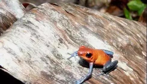 化学中的神奇物质,最神奇的化学物质