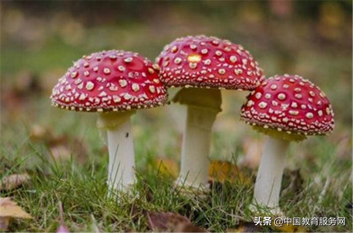 什么菇不能吃,菇不能和什么一起吃