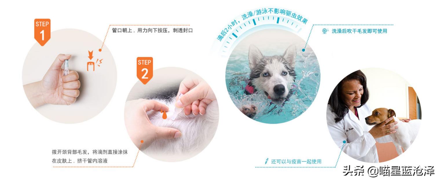 幼猫十大禁忌事件,幼猫要怎么驱虫和疫苗