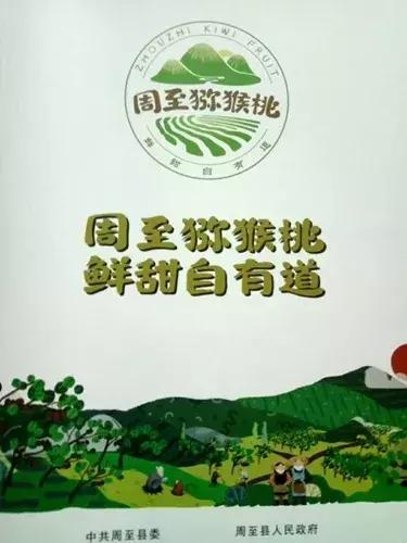 陕西周至猕猴桃哪家好,周至县猕猴桃和眉县猕猴桃