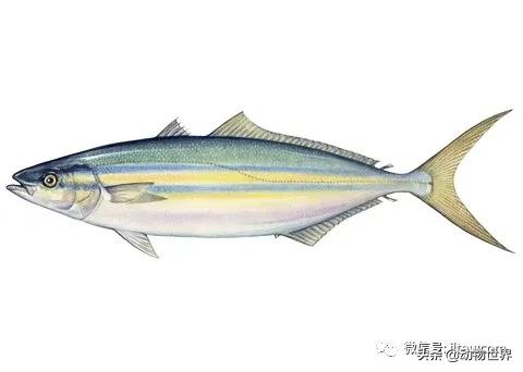 三文鱼是怎样的鱼,三文鱼冷冻后还可以生吃吗