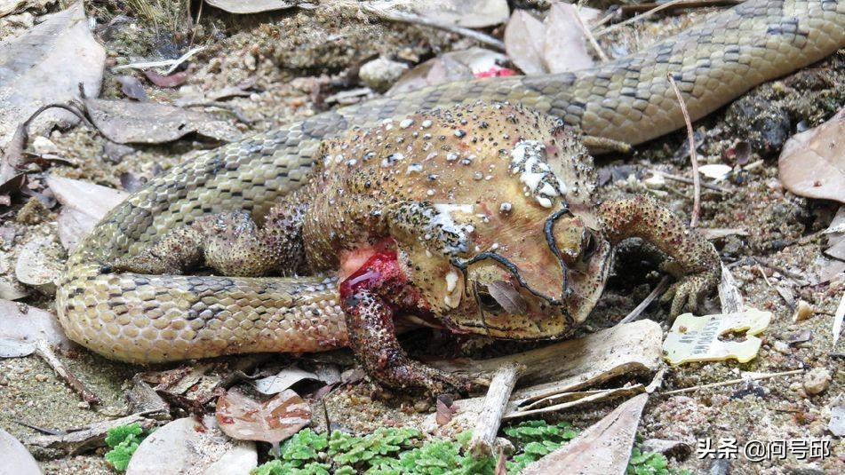 大自然的可怕:蛇把头伸进活青蛙的身体里吞下它们的内脏