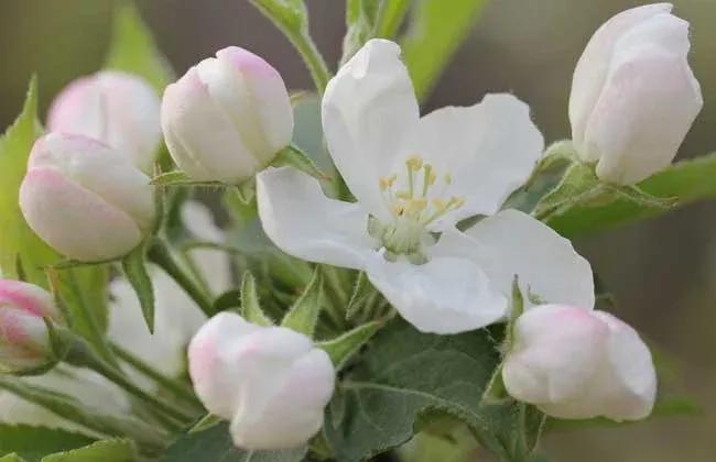 男带寡宿加红艳是什么意思,男带红艳煞什么意思