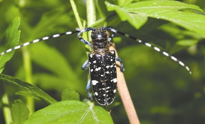 武汉有个“虫虫特攻队”每天上街逐棵法桐捉拿天牛幼虫