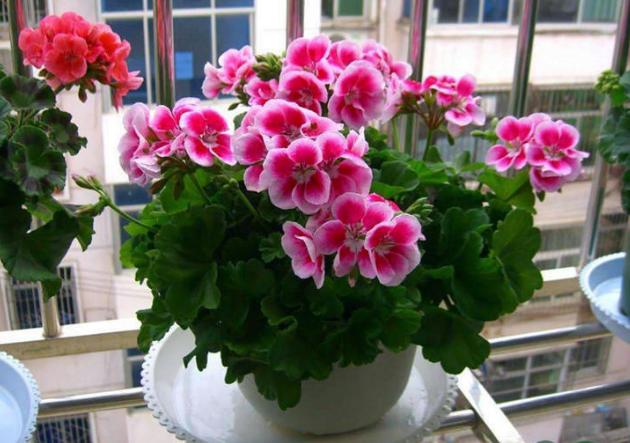 养花怕积水怎么办,养花怕黄叶怎么办