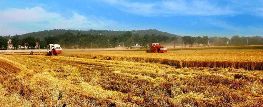 诗歌的收获,有关收麦子的古诗词有哪些